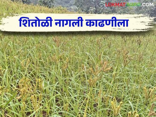 Latest News agriculture News Raggi Crop White Raggi crop is harvesting period, read in detail  | Ragi Crop : पांढरी नागली पीक आलंय जोमदार, काढणीला वेग, वाचा सविस्तर 