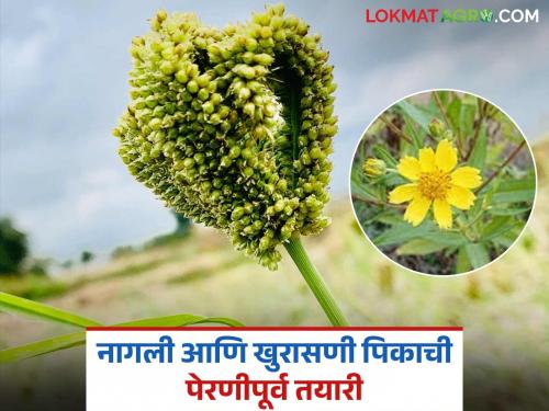 Latest news kharif Season these variety is beneficial for Nagli and Khorasani crops, read in detail | Agriculture News : नागली आणि खुरासणी पिकांसाठी 'हे' वाण फायदेशीर, वाचा सविस्तर 
