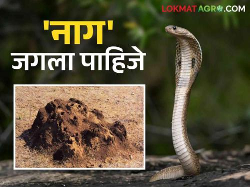 Nagpanchami: How is the symbiosis of snakes and ants a Varul? Read in detail | Nagpanchami : नाग आणि मुंग्यां याचं सहजीवन म्हणजे वारूळ कसं? वाचा सविस्तर