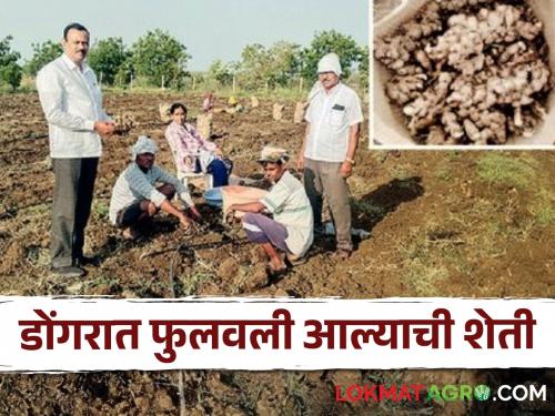 Latest news Experimental ginger farming by a farmer in Nagpur district see details | Success Story : बारा एकरांत फळबाग, तर पाऊण एकरांत अद्रकाची लागवड, शेतकऱ्याची प्रयोगशील शेती 