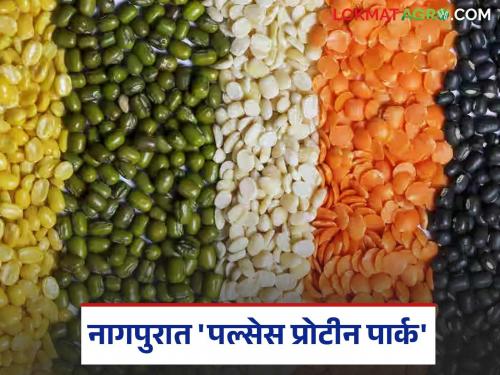 latest news Pulses Protein Park: An ambitious initiative of the state government to economically empower farmers | Pulses Protein Park : शेतकऱ्यांना आर्थिकदृष्ट्या सक्षम करण्यासाठी राज्य सरकारचा महत्त्वाकांक्षी उपक्रम