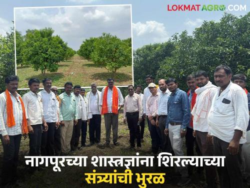 latest news Santra Sheti: Hingoli farmer's orange orchard is a 'hit'; Sweetness straight to Delhi-Hyderabad! Read in detail | Santra Sheti: हिंगोलीच्या शेतकऱ्याची संत्रा बाग ‘हिट’; थेट दिल्ली-हैदराबादपर्यंत गोडवा! वाचा सविस्तर