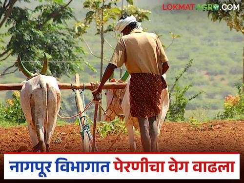 latest news Vidarbha Kharif sowing: Kharif season accelerates in Nagpur division; This district is at the forefront Read in detail | Vidarbha Kharif sowing : नागपूर विभागात खरीप हंगामाला गती; 'हा' जिल्हा आघाडीवर वाचा सविस्तर