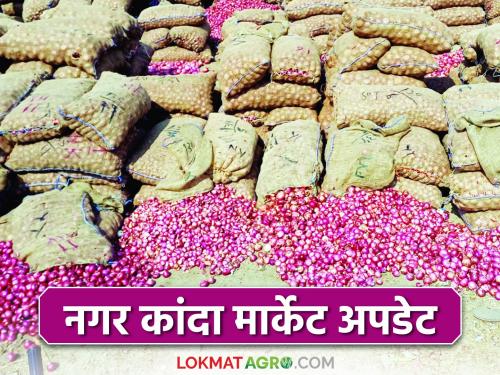 Kanda Bazaar Bhav: 1 lakh 56 thousand onion bags arrived in this market committee of the nagar district; How did you get the price? | Kanda Bajar Bhav : नगरच्या या बाजार समितीत १ लाख ५६ हजार कांदा गोण्याची आवक; कसा मिळाला दर?