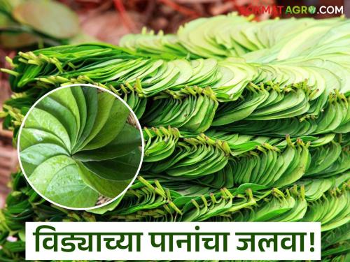 latest news Nagveli pan Market: Blessings of Ganpati Bappa? Nagveli leaves prices skyrocket; Happiness on the faces of farmers! | Nagveli pan Market : गणपती बाप्पाचा आशीर्वाद? नागवेली पानांचे दर गगनाला भिडले; शेतकऱ्यांच्या चेहऱ्यावर आनंद!