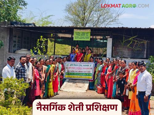 Latest News How to reduce cost of chemical inputs through natural farming Read in detail | Natural Farming : नैसर्गिक शेतीतून रासायनिक निविष्ठांचा खर्च कमी कसा करावा? वाचा सविस्तर 