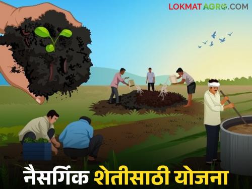 This 100% state-sponsored scheme for natural farming is beneficial for farmers; How will you benefit? | नैसर्गिक शेती करण्यासाठी १००% राज्य पुरस्कृत 'ही' योजना शेतकऱ्यांसाठी फायदेशीर; कसा घ्याल लाभ?