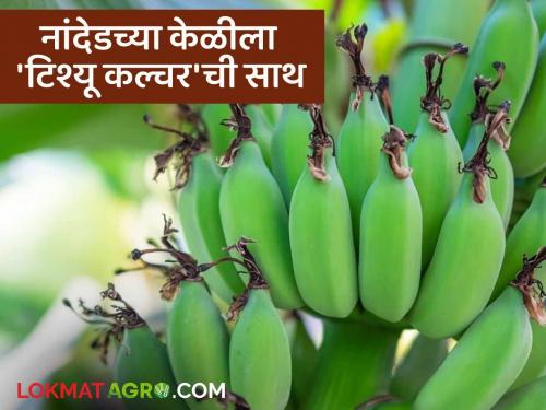 latest news Banana Tissue Culture: The quality of banana production will increase in Marathwada including Nanded; You will get the support of 'tissue culture' Read in detail | Banana Tissue Culture : नांदेडसह मराठवाड्यात केळी उत्पादनात दर्जा वाढणार; मिळणार 'टिश्यू कल्चर'ची साथ वाचा सविस्तर