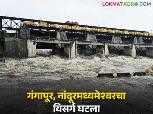 Latest news Discharge from Gangapur and Nandur Madhyameshwar has decreased; Godavari floods have receded! | Gangapur Dam : गंगापूरसह नांदूरमध्यमेश्वरचा विसर्ग घटला; गोदावरीचा पूर ओसरला!