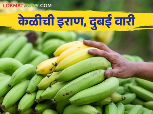 Banana Export From Marathwada Marathwadi Banana's Foreign Affair; One and a half hundred truckloads of bananas were exported to the country and abroad in one and a half months | Banana Export From Marathwada मराठवाडी केळीचा परदेशी थाट; दीड महिन्यात दीडशे ट्रक केळीची देश-विदेशात निर्यात