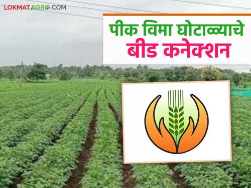 latest news Bogus Pik Vima: From Beed to Nanded… The scope of bogus crop insurance scam has increased Read in detail | Bogus Pik Vima : बीड ते नांदेड… बोगस पीक विमा घोटाळ्याची व्याप्ती वाढली वाचा सविस्तर