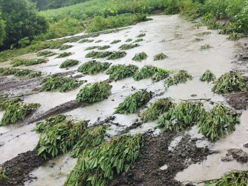 Latest News Marathwada Rain Heavy rains in Nanded district, crops washed away, animals also damaged  | Marathwada Rain : नांदेड जिल्ह्यात मुसळधार पाऊस, पिके वाहून गेली, जनावरांचेही नुकसान 