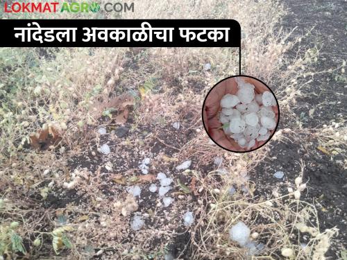 Latest News Unseasonal rains in Nanded district, damage to wheat, gram and sorghum crops | नांदेड जिल्ह्यात अवकाळीचा फटका, गारपिटीचा तडाखा; ज्वारी, गहू आडवा