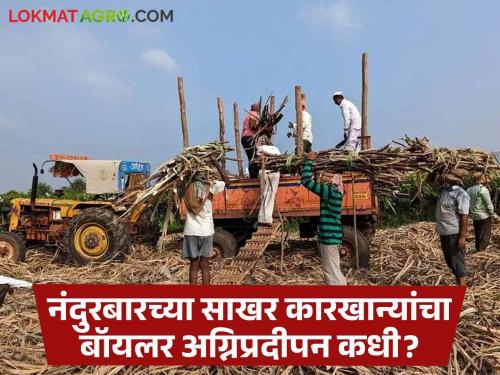 Agriculture News Will sugar factory start in Nandurbar district 2024 year Know in detail  | Agriculture News : यंदा नंदुरबार जिल्ह्यातील साखर कारखाने सुरु होणार का? जाणून घ्या सविस्तर 