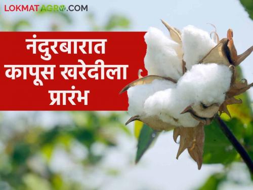 Latest News Cotton Market Cotton buying center launched in Nandurbar Bazar Samiti, see price details | Cotton Market : नंदुरबार बाजार समितीत कापूस खरेदी केंद्राचा शुभारंभ, काय भाव मिळाला? 