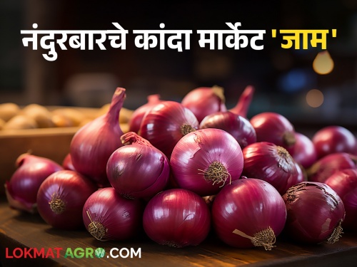 Latest News Gujarat's Onion auction at Nandurbar onion market check market price | Nandurbar Market : गुजरातचा कांदा लिलावासाठी नंदुरबारच्या मार्केटला, बाजारात आवक वाढली! 