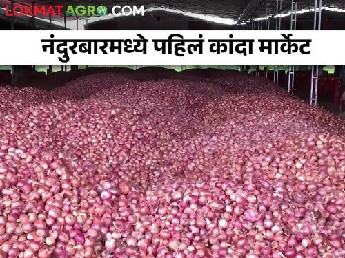 Latest News Onion market will start as relief for onion growers in Nandurbar district | नंदुरबार जिल्ह्यातील कांदा उत्पादकांना दिलासा, कांदा मार्केट सुरू होणार