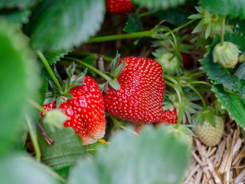 latest news Strawberries in Satpuda near nandurbar affected by changing climate | अवघ्या दोन हेक्टरवरील लागवड आता 29 हेक्टरवर, सातपुड्यात बहरतोय स्ट्रॉबेरीचा गोडवा, पण..