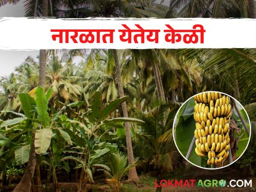 Take this crop as an inter-crop in coconut plantation and you will get double income | नारळबागेत आंतरपीक म्हणून घ्या हे पिक मिळेल दुप्पट उत्पन्न