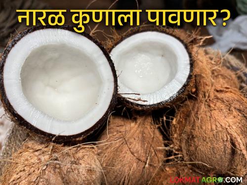 Naral Market : Highest arrival of coconuts in Mumbai Market Committee; How is the average price being obtained? | Naral Market : मुंबई बाजार समितीत नारळाची सर्वाधिक आवक; सरासरी कसा मिळतोय दर?