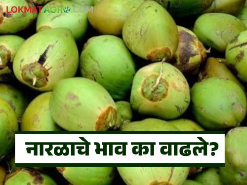 Latest News Coconut rate prices of coconut and coir increased Read in detail | Coconut Rate : नारळ, खोबऱ्याचे भाव का वाढले आहेत? काय दर मिळतोय? वाचा सविस्तर 