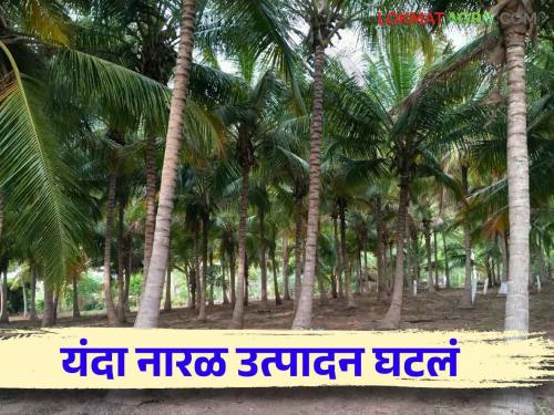 Read in detail what caused the huge decline in coconut production this year | यंदा नारळाच्या उत्पादनात मोठी घट कशामुळे झाली वाचा सविस्तर