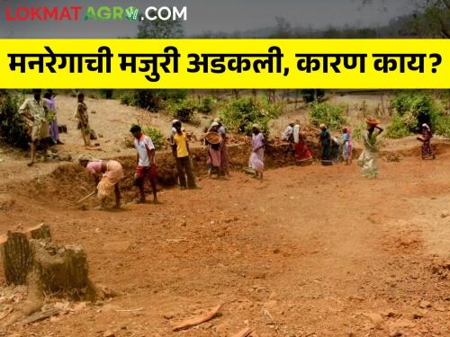 Latest News Salary of rojgar hami yojna narega workers stopped | रोजगार हमी योजनेच्या मजुरांची मजुरी अडकली, केंद्राकडूनच निधी नाही! 