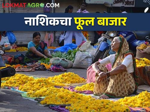 Latest News Employment of thousands of women from flower market of Nashik | नाशिकचा फुलबाजार फुलतोय, हजारो महिलांना रोजगार, इथल्या बाजाराचं गणित?