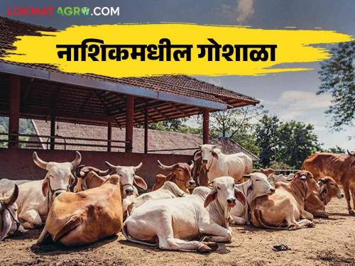 Latest News Vasu Baras 2024 Special two thousand cows care in Goshalas in Nashik, read in detail  | Vasu Baras 2024 : नाशिकमधील गोशाळांमध्ये दोन हजारांहून अधिक गायींचे संगोपन, वाचा सविस्तर 