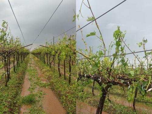 Latest News Unseasonal rain in Nashik district has damaged grapes and other crops | Crop Damage : नाशिकच्या द्राक्ष पंढरीचा चिखल, अवकाळी पावसाने शेतकऱ्यांच्या तोंडचं पाणी पळवलं! 