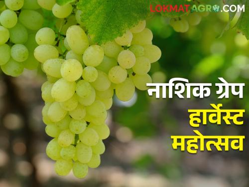 Latest News Directorate of Tourism's Grape Sale Festival in Nashik | द्राक्ष विक्री करायचीय, पर्यटन संचालनालयाच्या महोत्सवात सहभागी व्हा, अशी करा नोंदणी 