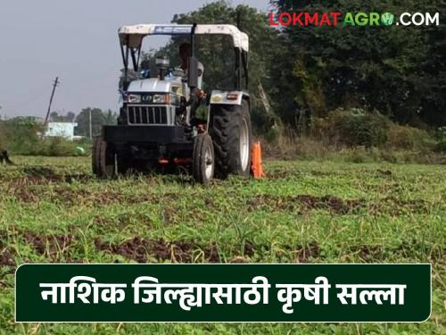 Latest News Agricultural advice for rice, ragi, varai, onion, vegetable crops of nashik district , know in detail   | Agriculture News : भात, नाचणी, वरई, कांदा, भाजीपाला पिकांसाठी कृषी सल्ला, जाणून घ्या सविस्तर  