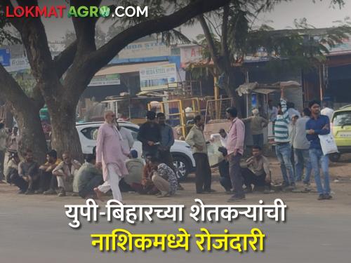 Latest News UP Bihar farmers on labor in industrial estate in Nashik | युपी बिहारच्या शेतकऱ्यांची नाशिकमध्ये रोजंदारी, शेतीच्या भांडवलासाठी तरुणांचा आटापीटा