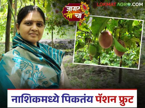 Latest News Passion fruit is growing in Nashik, Vijayashree Chumble's successful farming, read in detail | Passion Fruit : नाशिकमध्ये पिकतंय पॅशन फ्रुट, विजयश्री चुंबळे यांचा यशस्वी प्रयोग, वाचा सविस्तर 