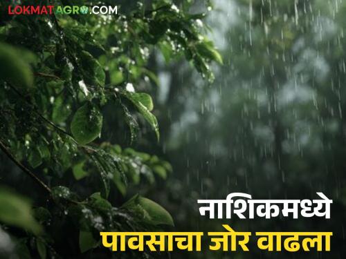 latest News Nashik rain Heavy rain likely in Nashik district for next three hours | नाशिक जिल्ह्यात पावसाचा जोर वाढला, 'या' धरणांमधून विसर्ग, पुढील तीन तास महत्वाचे