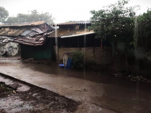 Latest News Damage to rice cultivation due to unseasonal rains in trimbakeshwer of Nashik | Nashik : नाशिकच्या पश्चिम पट्ट्यात भात शेतीचे मोठे नुकसान, ऐन काढणीच्या वेळी अवकाळीचा तडाखा