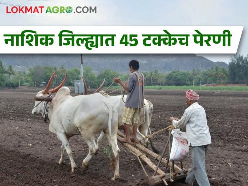 Only 45 percent sowing of rabi in Nashik district | कांद्याच्या आगारात भरणार ज्वारीची कोठारे, नाशिक जिल्ह्यात रब्बीची फक्त 45 टक्के पेरणी