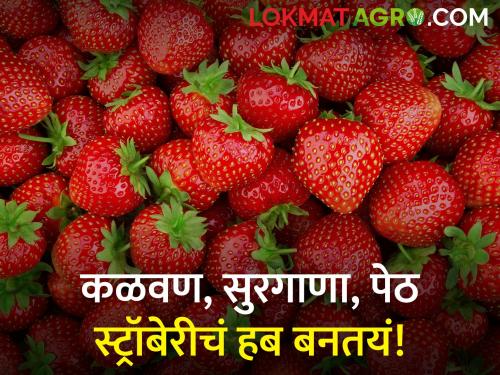 Latest News Cultivation of strawberry increased in Peth, Surgana, Kalwan etc. taluks of Nashik district | नाशिकच्या आदिवासी पट्ट्यात स्ट्रॉबेरी फुलतेयं! शेतकरी बांधवाना आधार 