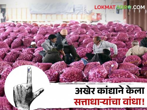 Latest News Loksabha Election Result 2024 BJP's defeat in Nashik and Dindori Lok Sabha due to neglect of onion issue | Loksabha Election Result : नाशिक आणि दिंडोरी लोकसभा निवडणुकीत कांदा ठरला जायंट किलर 