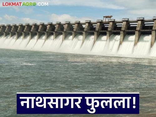 latest news Jayakwadi Dam Update: Water released from Jayakwadi Dam again; Read in detail how many gates were opened | Jayakwadi Dam Update : जायकवाडी धरणातून पुन्हा पाण्याचा विसर्ग; किती उघडले दरवाजे वाचा सविस्तर