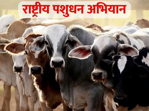 Relief of farmers through National Livestock Campaign | राष्ट्रीय पशुधन अभियानातून शेतकऱ्यांची संकटमुक्ती 