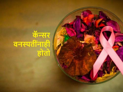 National Cancer Awareness Day: plants also get cancer revels Prof Kirankumar Johare | National Cancer Awareness Day: वनस्पतींनाही होतो कॅन्सर, जाणून घेऊ या