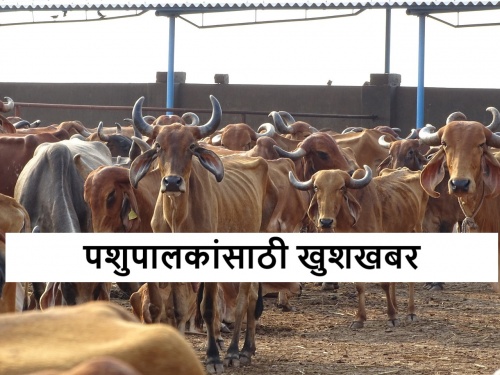 Cabinet approves inclusion of additional activities in National Livestock Mission | पशुपालकांना आता राष्ट्रीय पशुधन अभियानातून हेही उपक्रम सुरू करता येणार