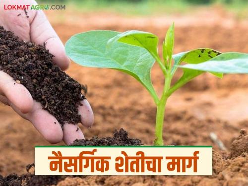 Natural farming: latest news Farmers from this district take initiative for natural farming; Know the details | Natural Farming: नैसर्गिक शेतीसाठी 'या' जिल्ह्यातील शेतकऱ्यांचा पुढाकार; जाणून घ्या सविस्तर