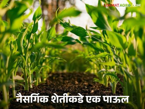 Natural Farming: Read in detail about the progress and development of natural farming | Natural Farming : नैसर्गिक शेतीची धरून कास साधू उन्नती आणि विकास वाचा सविस्तर