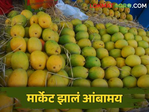 Inflow of one thousand ton of mangoes in the Mumbai Agricultural Produce Market Committee | मुंबई कृषी उत्पन्न बाजार समितीमध्ये एक हजार टन आंब्याची आवक