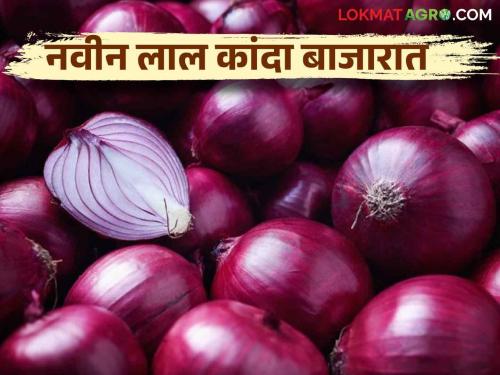 Latest News Lal Kanda Bajarbhav new red onion market, see market price per quintal Read in detail  | Lal Kanda Bajarbhav : नवीन लाल कांदा बाजारात, क्विंटलमागे काय दर मिळतोय? वाचा सविस्तर 