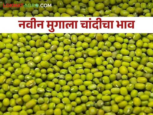 Moong Market: New moong silver; Muhurta got the hug price. | Moong Market : नव्या मुगाची चांदी; मुहूर्ताला मिळाला "हा" भाव