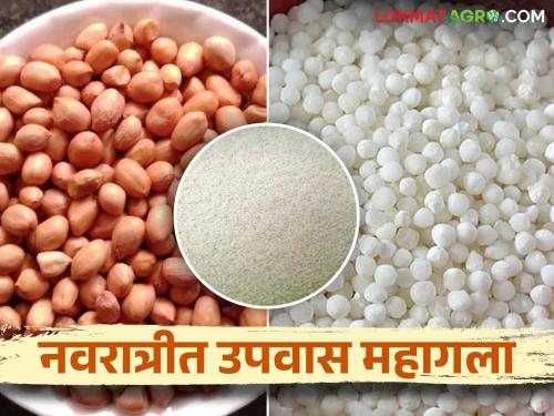 Navratri Market : Fasting becomes expensive during Navratri; The prices of groundnuts, bhangri increased | Navratri Market : नवरात्रीत उपवास महागला; शेंगदाणा, भगरीचे दर वाढले