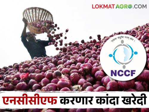 Latest news NCCF will purchase five lakh metric ton of onion see details | एनसीसीएफ करणार पाच लाख मेट्रिक टन कांदा खरेदी, कुठे असणार खरेदी केंद्र